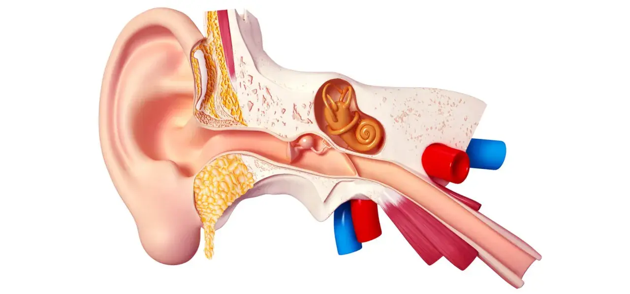 Coupe anatomique de l'oreille humaine, montrant les structures internes qui captent les sons et transforment les vibrations en musique pour nos oreilles.