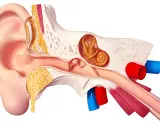 Coupe anatomique de l'oreille humaine, montrant les structures internes qui captent les sons et transforment les vibrations en musique pour nos oreilles.