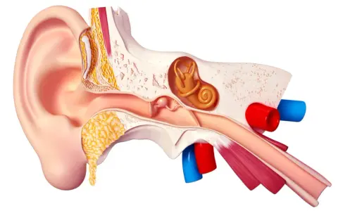 Coupe anatomique de l'oreille humaine, montrant les structures internes qui captent les sons et transforment les vibrations en musique pour nos oreilles.