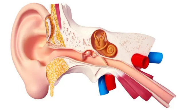 Coupe anatomique de l'oreille humaine, montrant les structures internes qui captent les sons et transforment les vibrations en musique pour nos oreilles.